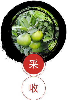 新会陈皮厂家